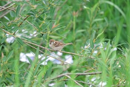 2015.06.22　和泉川　柳にスズメ　幼鳥