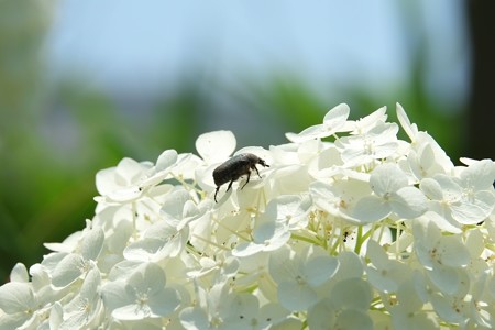 2015.06.24　和泉川　紫陽花にコガネ虫