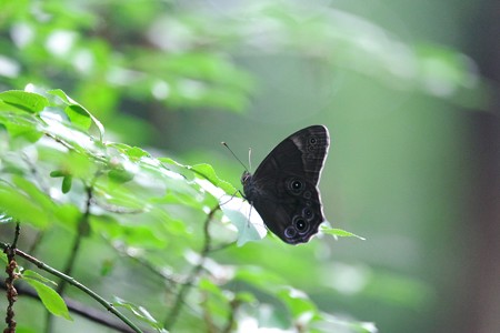 2015.07.02　瀬谷市民の森　クロヒカゲ