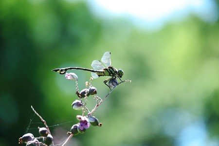 2015.07.15　大船植物園　ミズカンナにウチワヤンマ