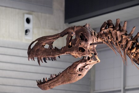 2015.07.27　2015 ヨコハマ恐竜博　ティランノサウルス“ティンカー”