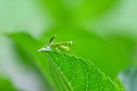 2015.07.28　追分市民の森　アジサイにカマキリ