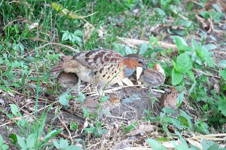 2015.08.06　和泉川　コジュケイ