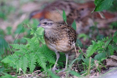 2015.09.22　和泉川　コジュケイ　幼鳥