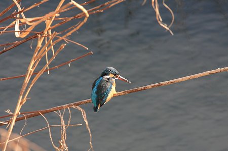 2011.02.25　和泉川　カワセミ