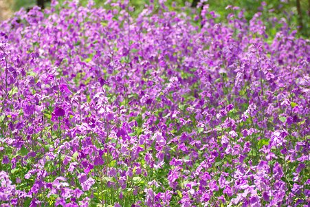 2011.04.11　皇居　北の丸公園　ハナダイコン