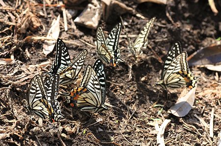 2011.05.08　和泉川　アゲハチョウ