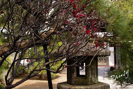 紅い梅の咲く寺院・・1