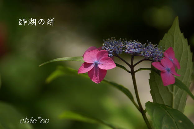 Kamakura-844