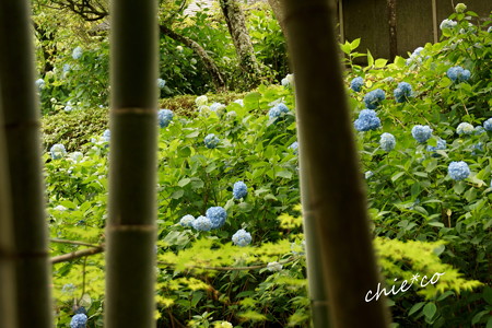 水無月の明月院-478