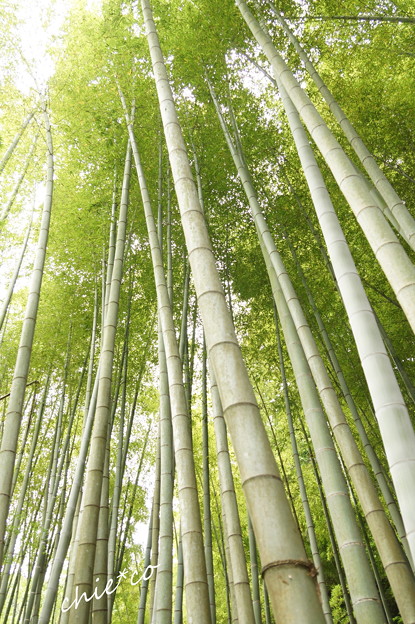 竹林の風~
