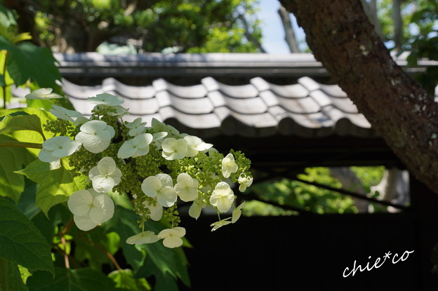 東慶寺~水無月-272