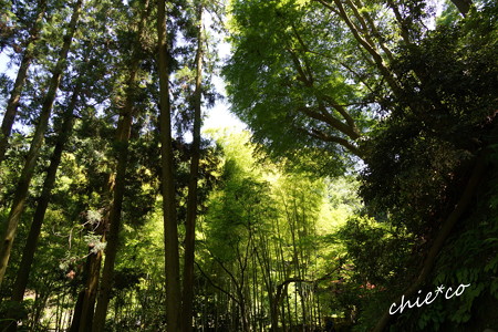 東慶寺~水無月-315