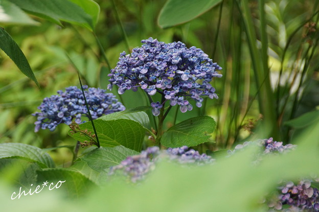 おたふく 紫陽花・・