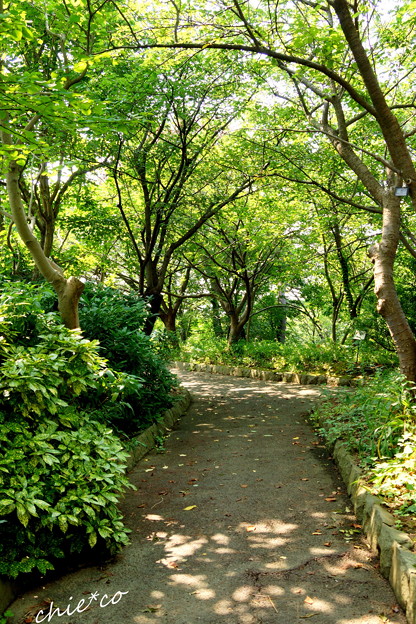 DSC04711-004