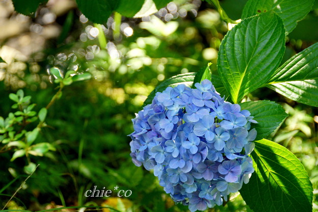 盛夏・・名残りの紫陽花・・