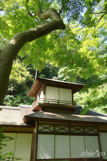 三渓園-387
