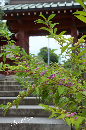 鎌倉-334