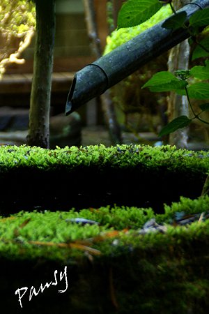 苔に惹かれて・・7