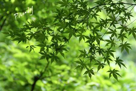 あおもみじ。。