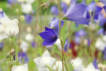 桔梗・・white and purple..