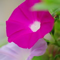 夏のなごり