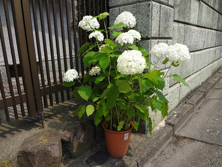 150615-1アナベル