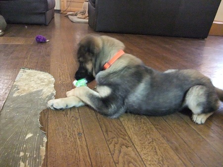 子犬らしく無邪気に遊ぶ♪
