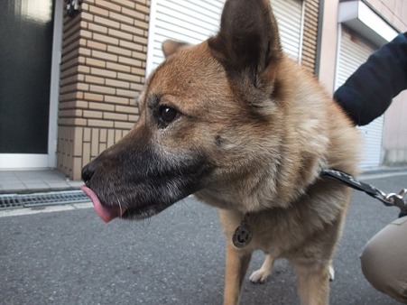 茶目っ気ペロ出し仁さん