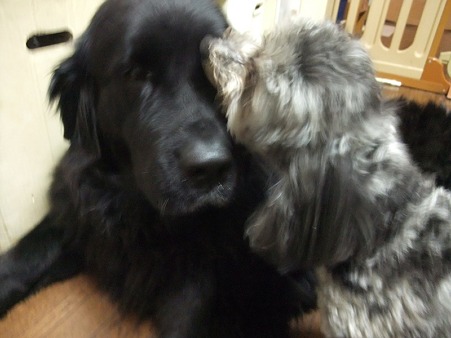 毎日相変わらずのお掃除犬にキレイにされています