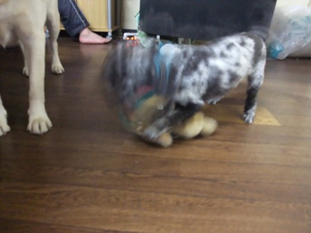 こんにゃろ!