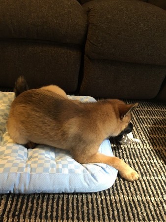 ちょっと慣れてきた♪