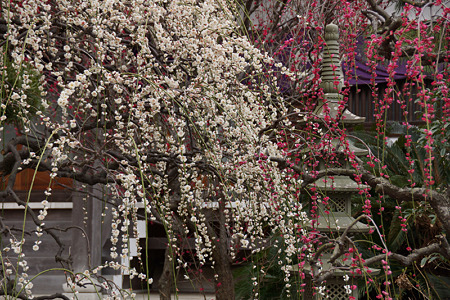 枝垂れ梅常立寺120319-299