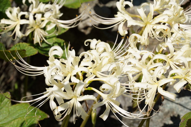 白色曼殊沙華20150912