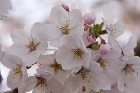 桜房