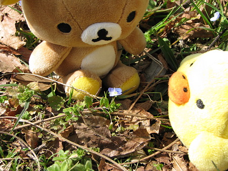 この花は?