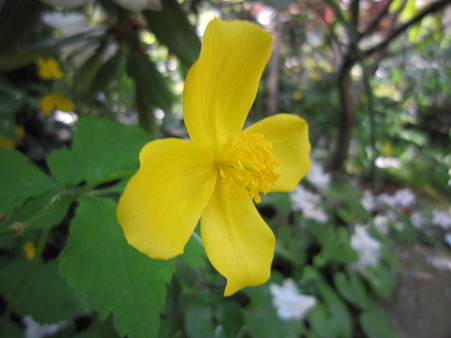 花 3