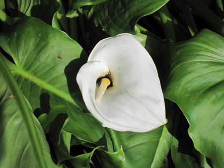 花 5