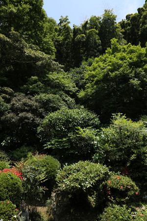 吐月峰柴屋寺 - 08