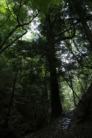 滝坂の道 - 08