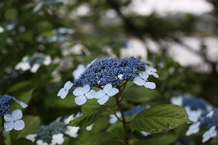北潟湖畔花菖蒲園 - 16
