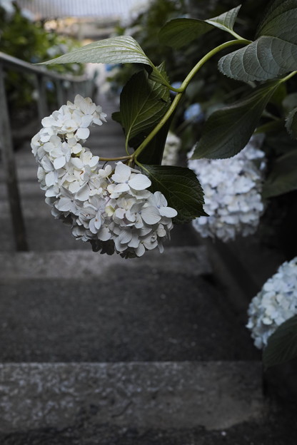 紫阳花神社