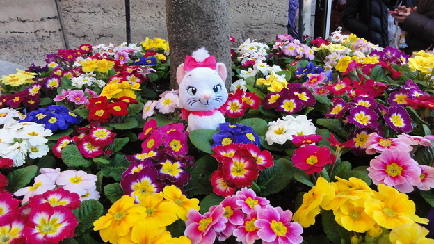 東京ディズニーシーの花壇で遊ぶマリー 写真共有サイト フォト蔵