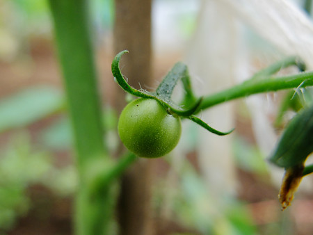DSCF7202