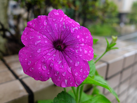 DSCF7599