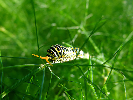 DSCF7674