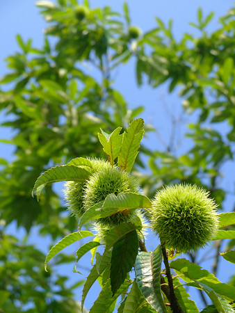 DSCF9004