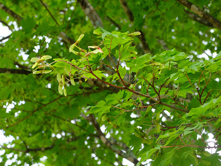 DSCF0425