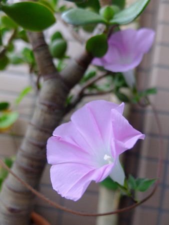 DSCF0980