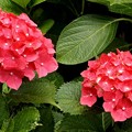 DSCF1588s-